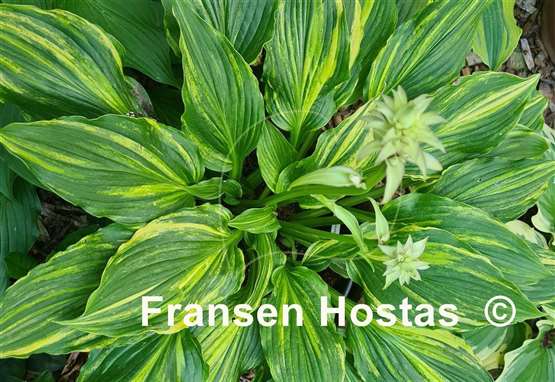 Hosta Kaleidochrome